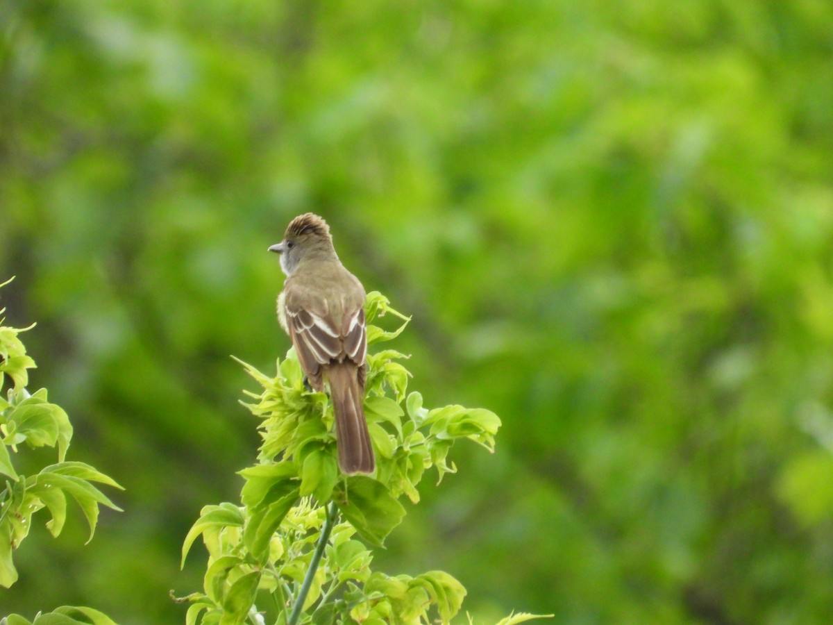 Great Crested Flycatcher - ML620724303