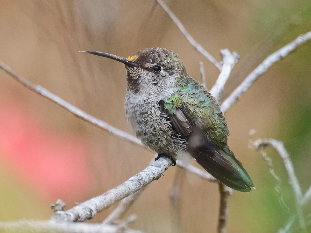 Anna's Hummingbird - ML620724311