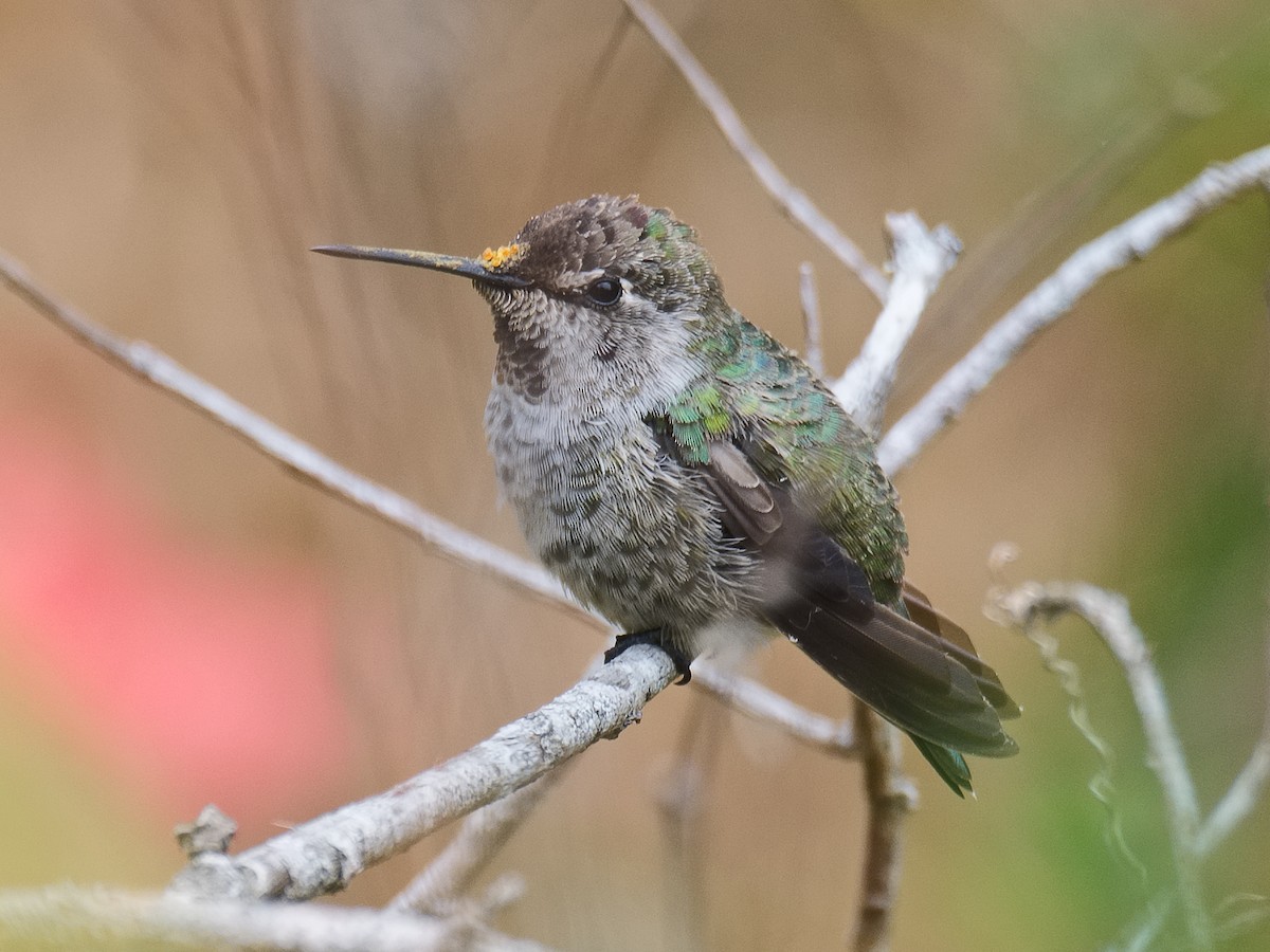 Anna's Hummingbird - ML620724317