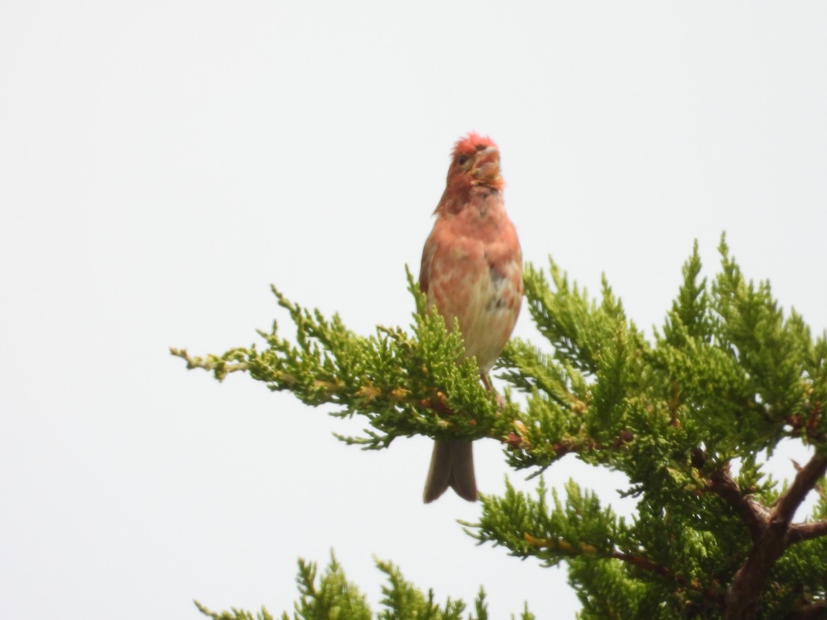 Purple Finch - Bill Holland