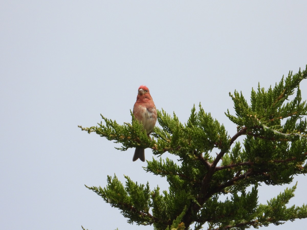 Purple Finch - ML620724327