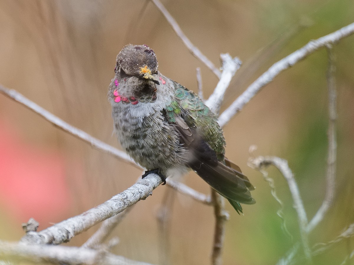 Anna's Hummingbird - ML620724328