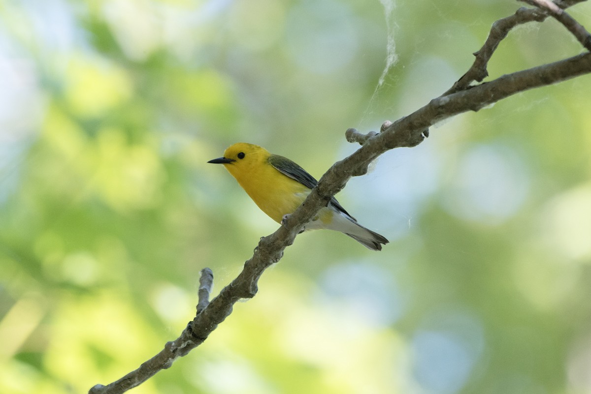 Prothonotary Warbler - ML620724332