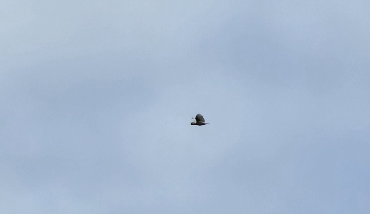 Yellow-crested Cockatoo - ML620724334