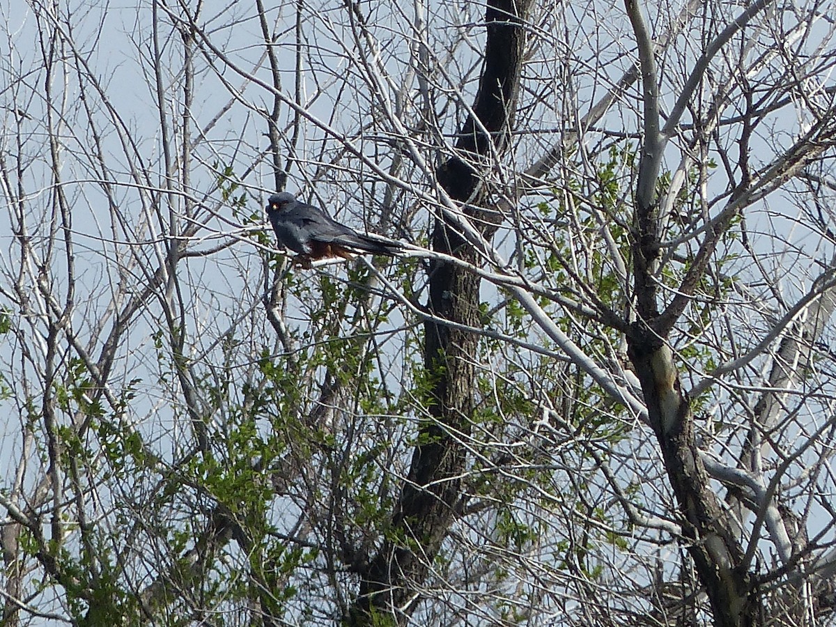 Red-footed Falcon - ML620724336