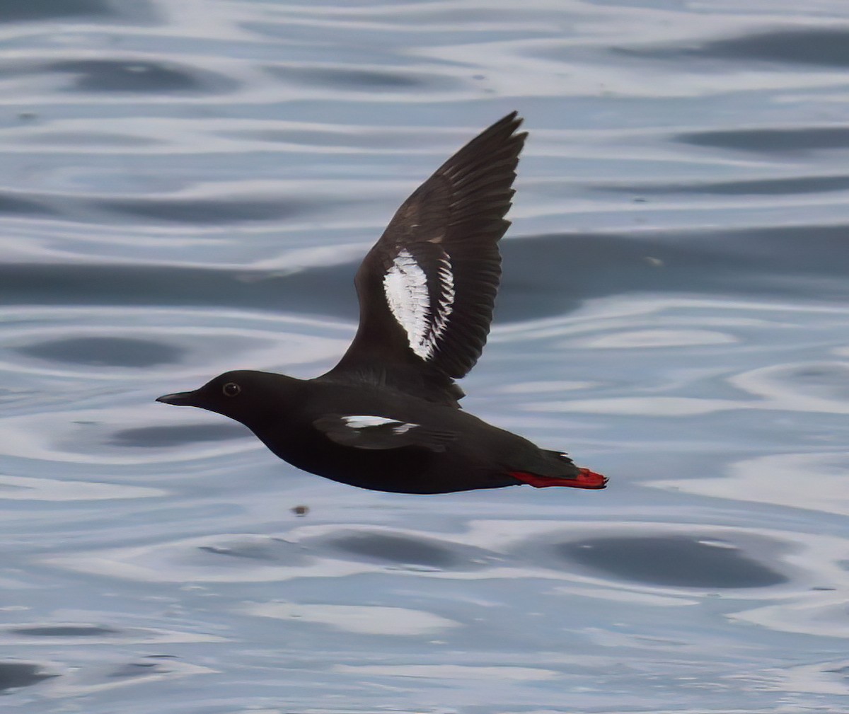 Pigeon Guillemot - ML620724340