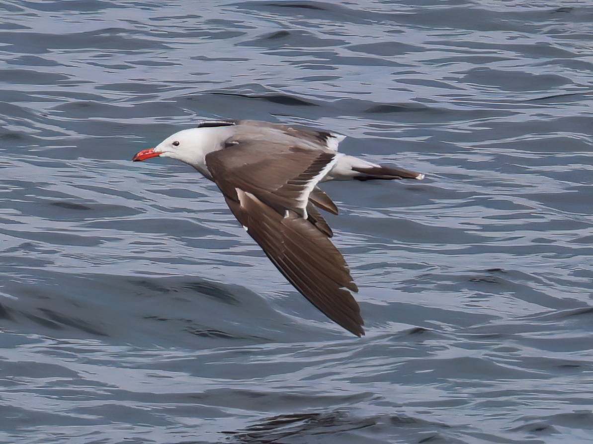 Gaviota Mexicana - ML620724344