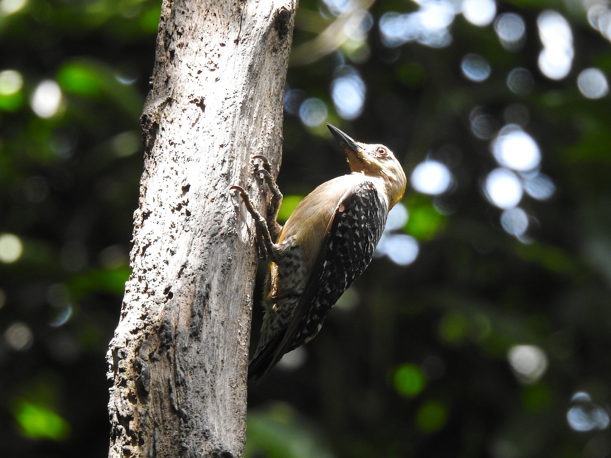 Hoffmann's Woodpecker - Coral Avilés Santiago