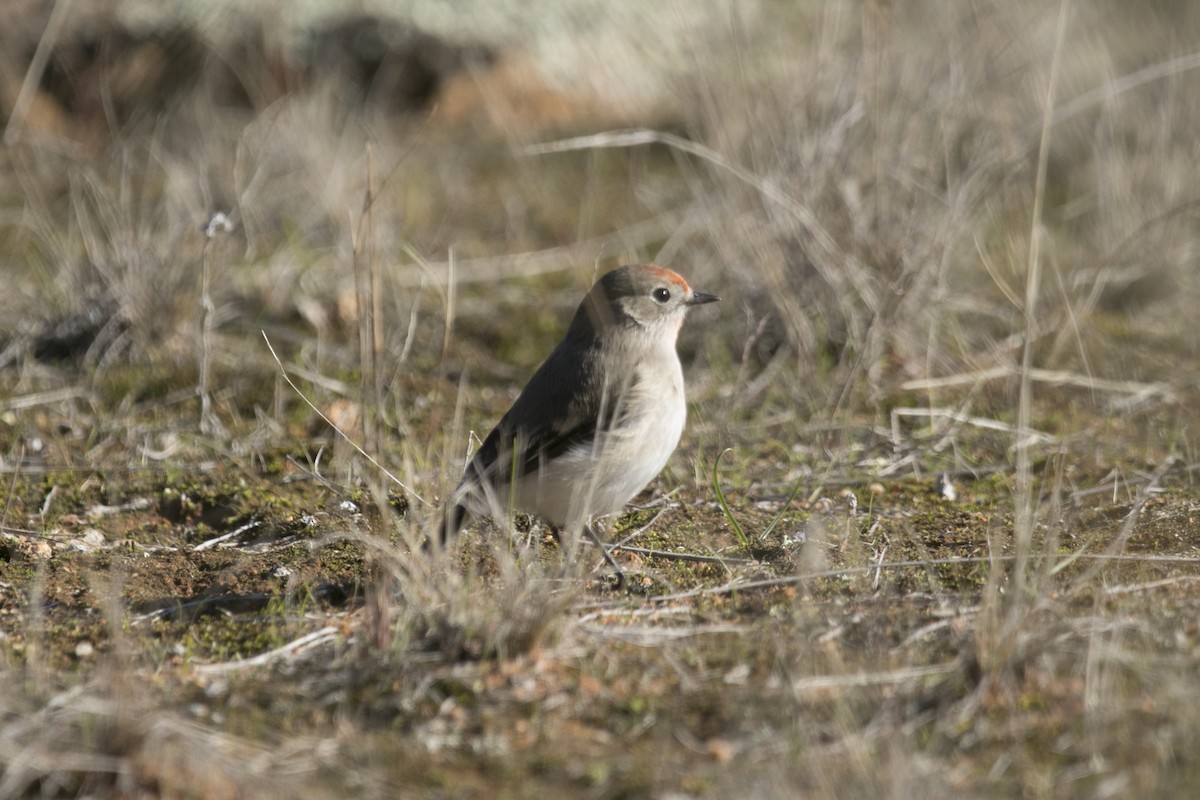 Red-capped Robin - ML620724352