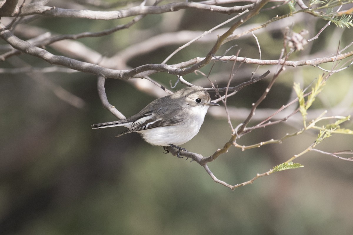 Red-capped Robin - ML620724355