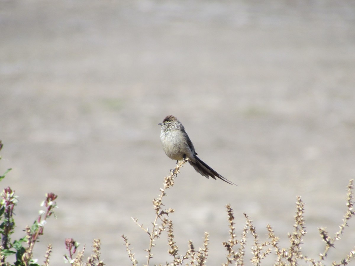 Plain-mantled Tit-Spinetail - ML620724356