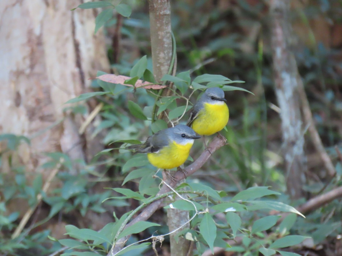 Eastern Yellow Robin - ML620724357