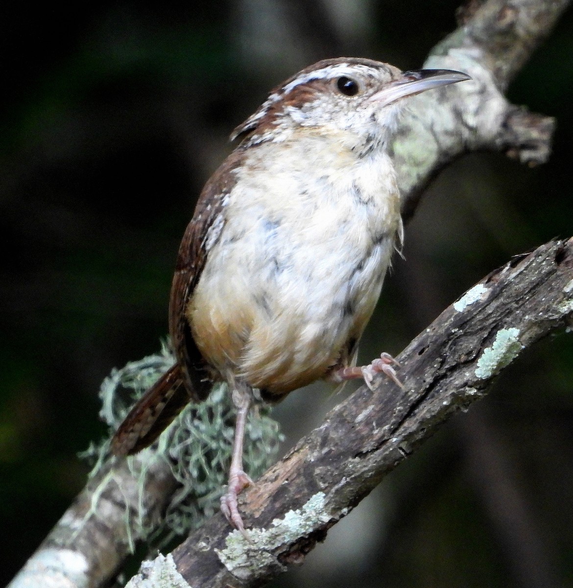 Carolina Wren - ML620724368