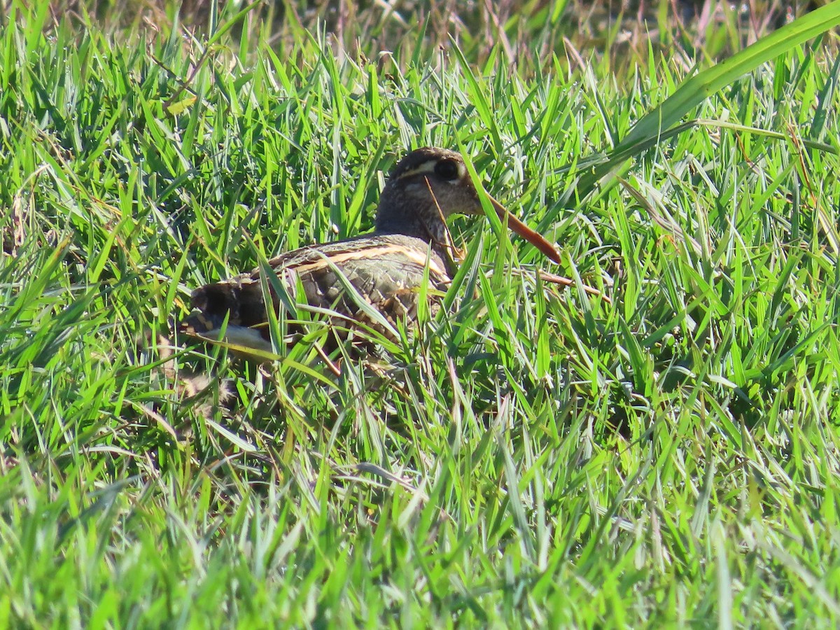 Greater Painted-Snipe - ML620724381