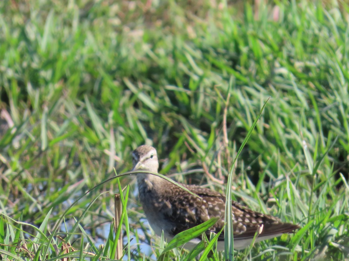 Wood Sandpiper - ML620724387