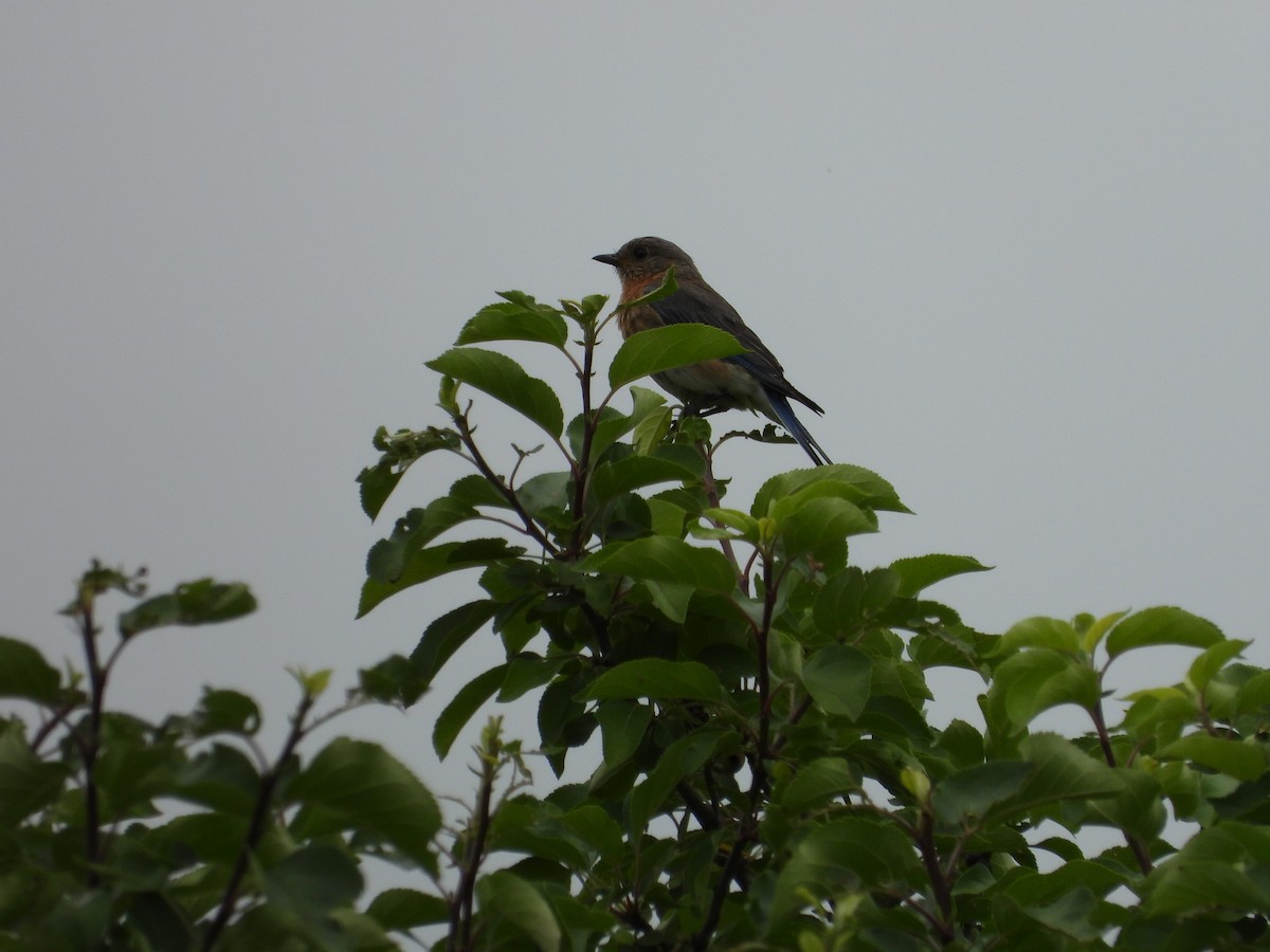 Eastern Bluebird - ML620724390