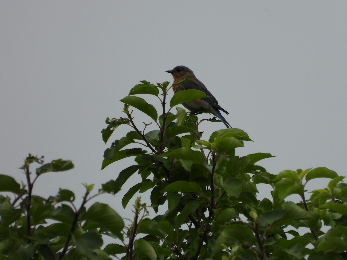 Eastern Bluebird - ML620724391