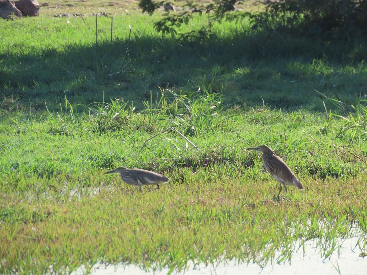 Indian Pond-Heron - ML620724392