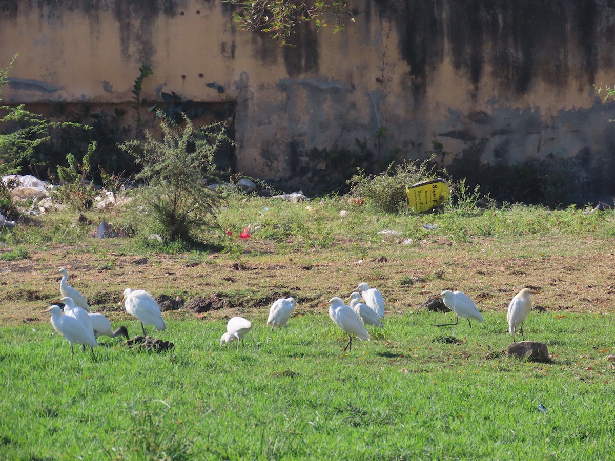 Eastern Cattle Egret - ML620724394