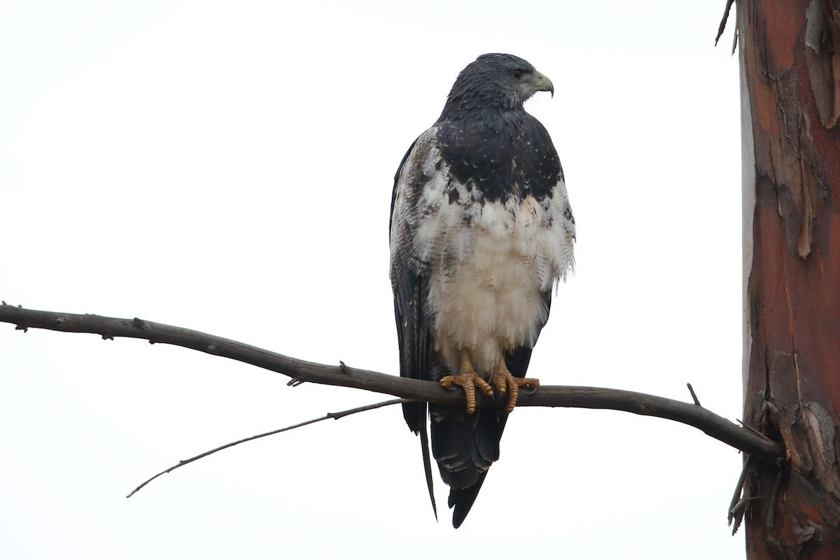 Black-chested Buzzard-Eagle - ML620724395