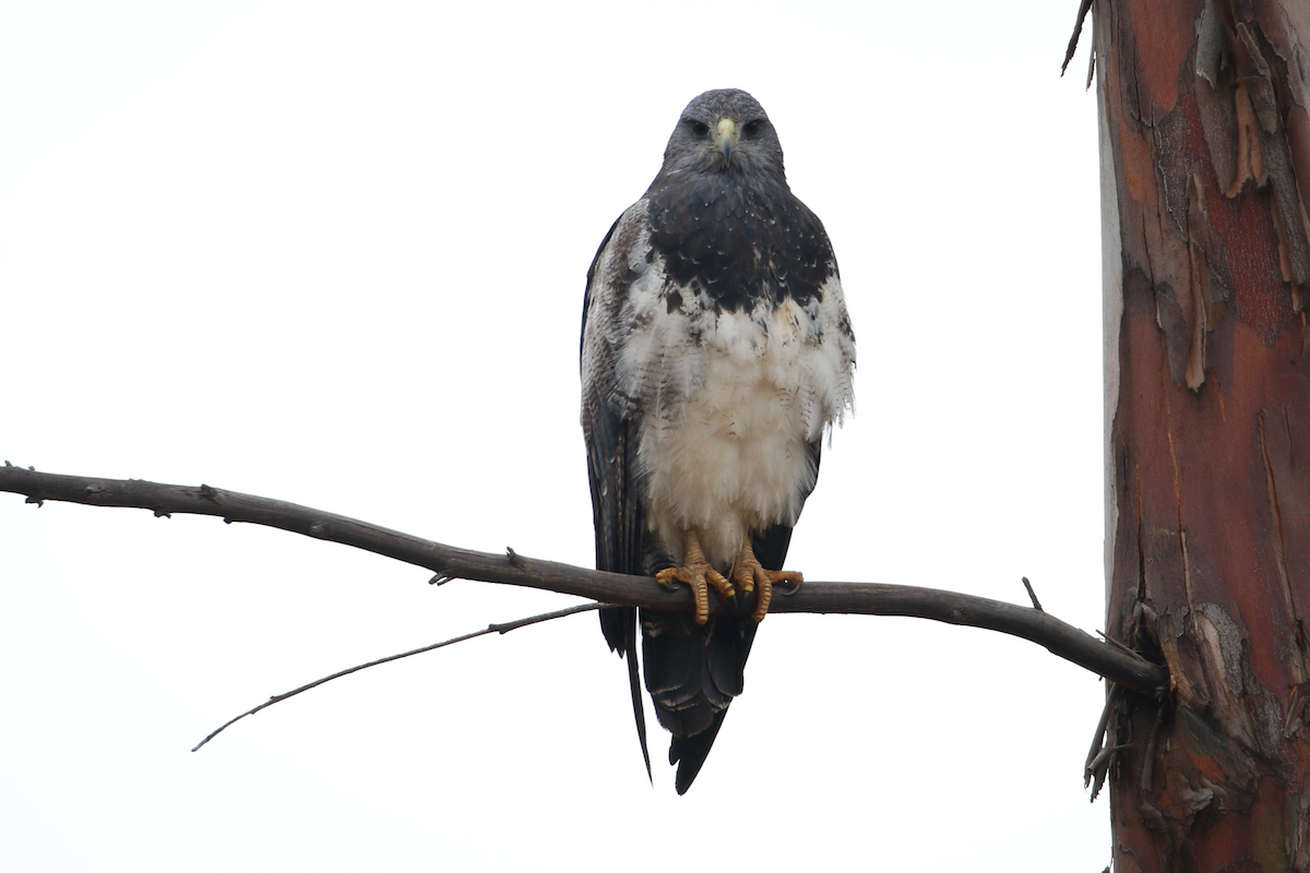 Black-chested Buzzard-Eagle - ML620724397