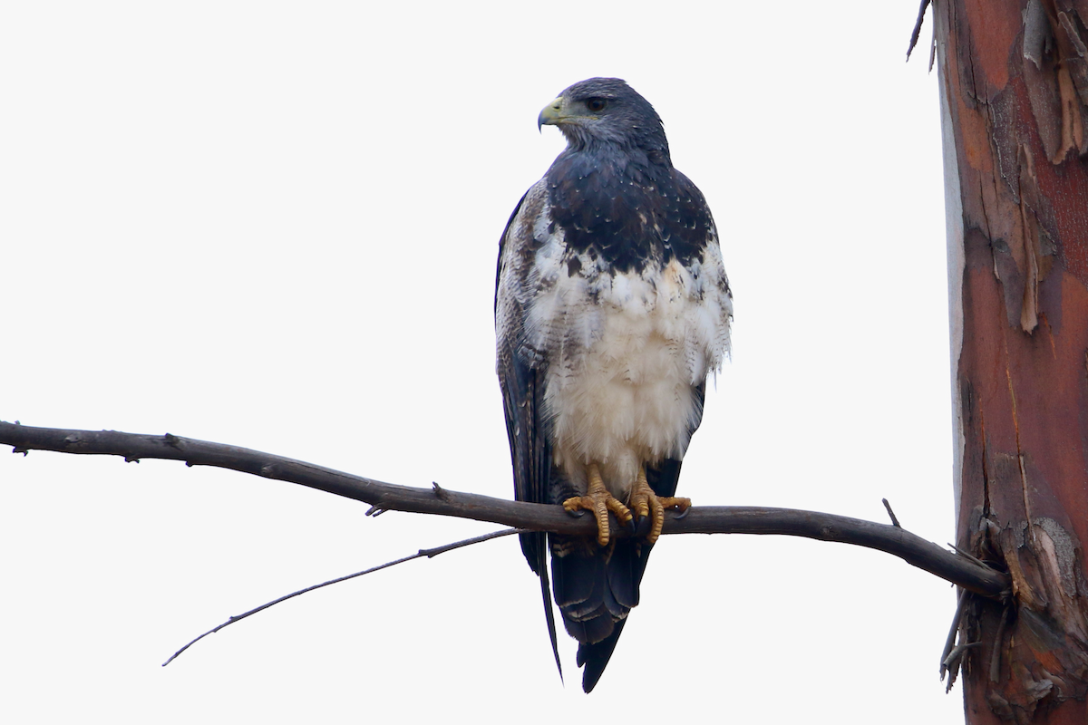 Black-chested Buzzard-Eagle - ML620724398