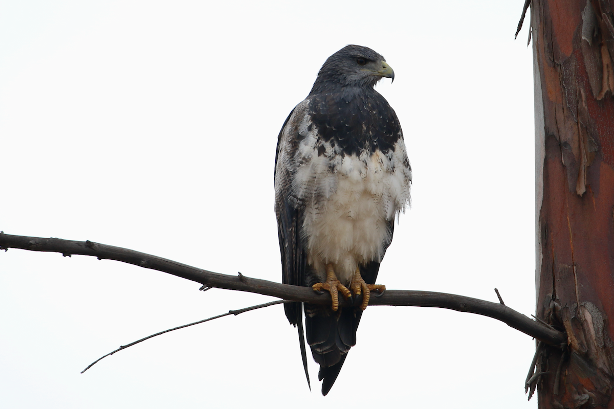 Black-chested Buzzard-Eagle - ML620724399