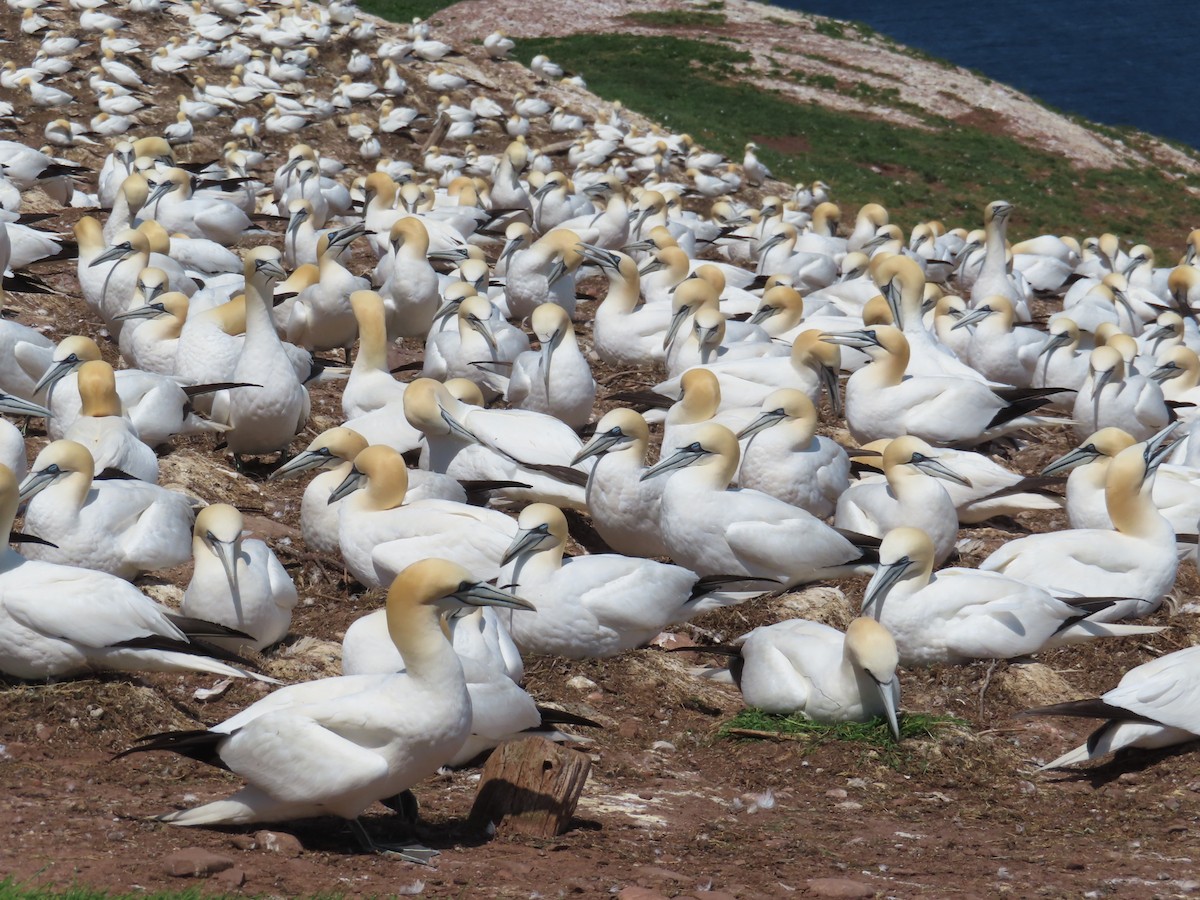 Northern Gannet - ML620724404