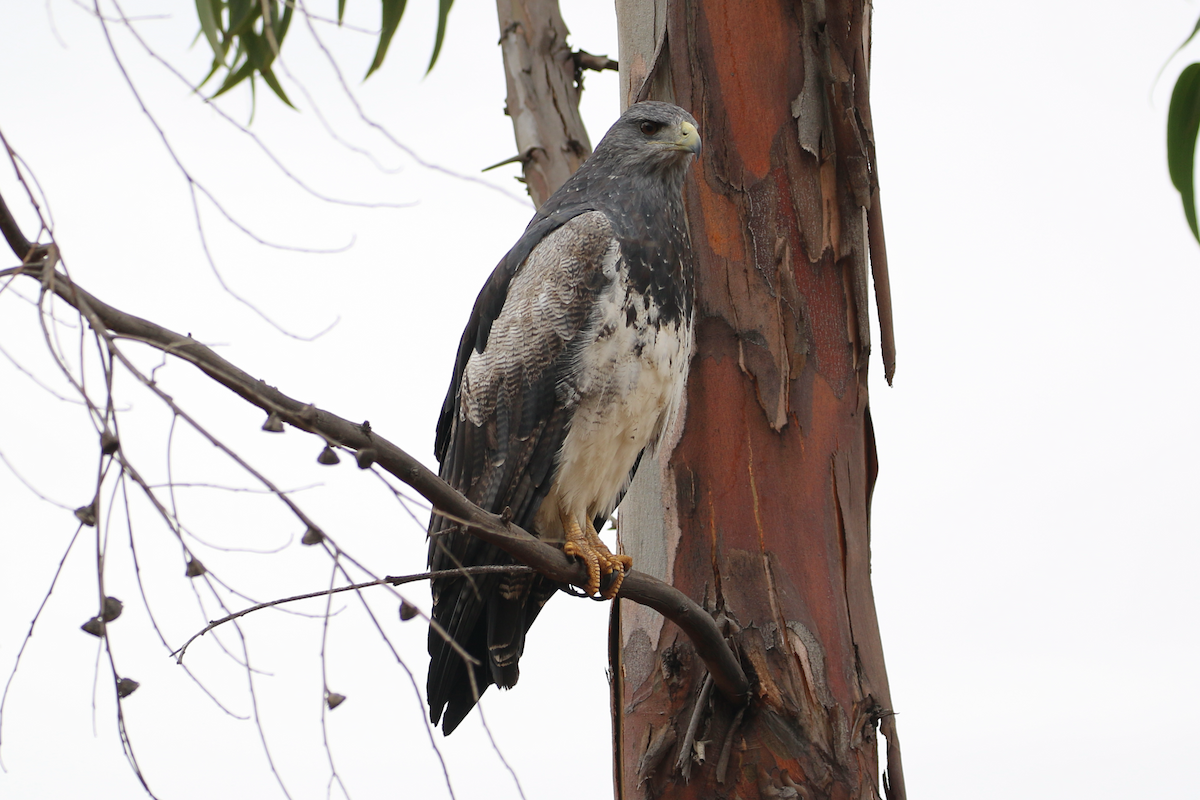 Black-chested Buzzard-Eagle - ML620724405