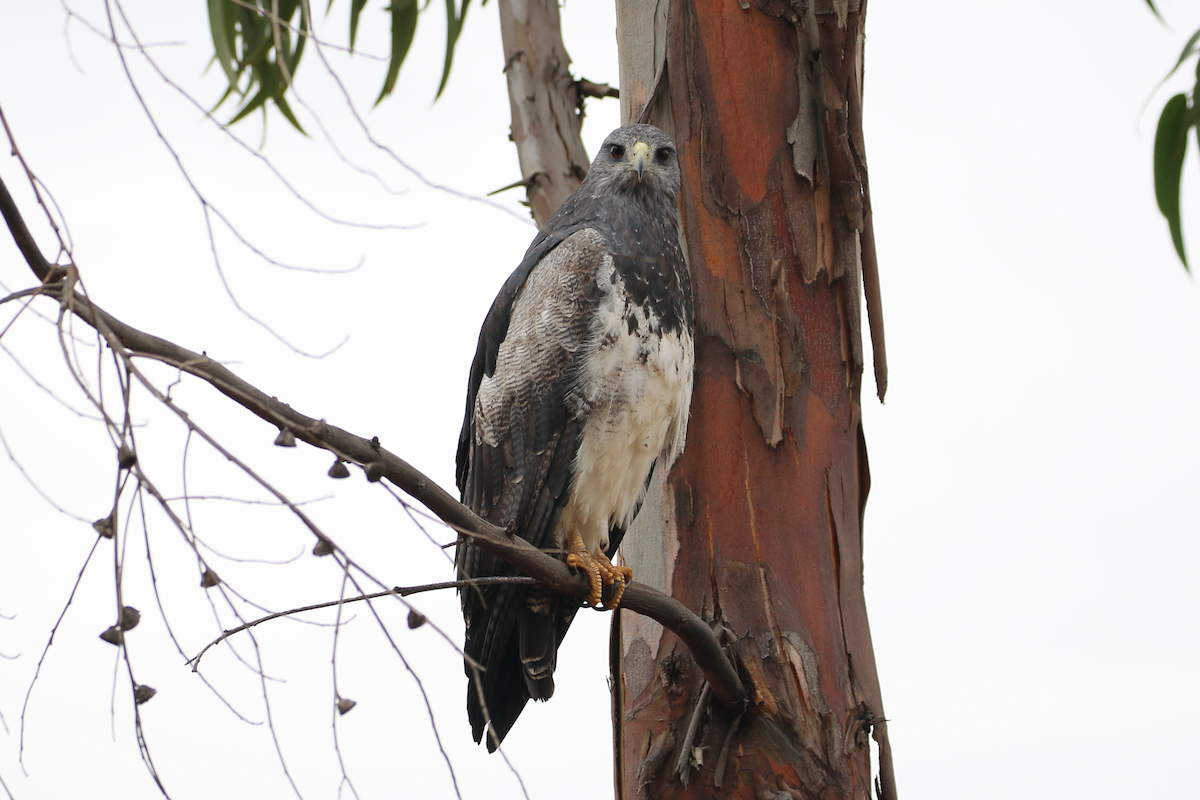 Black-chested Buzzard-Eagle - ML620724406