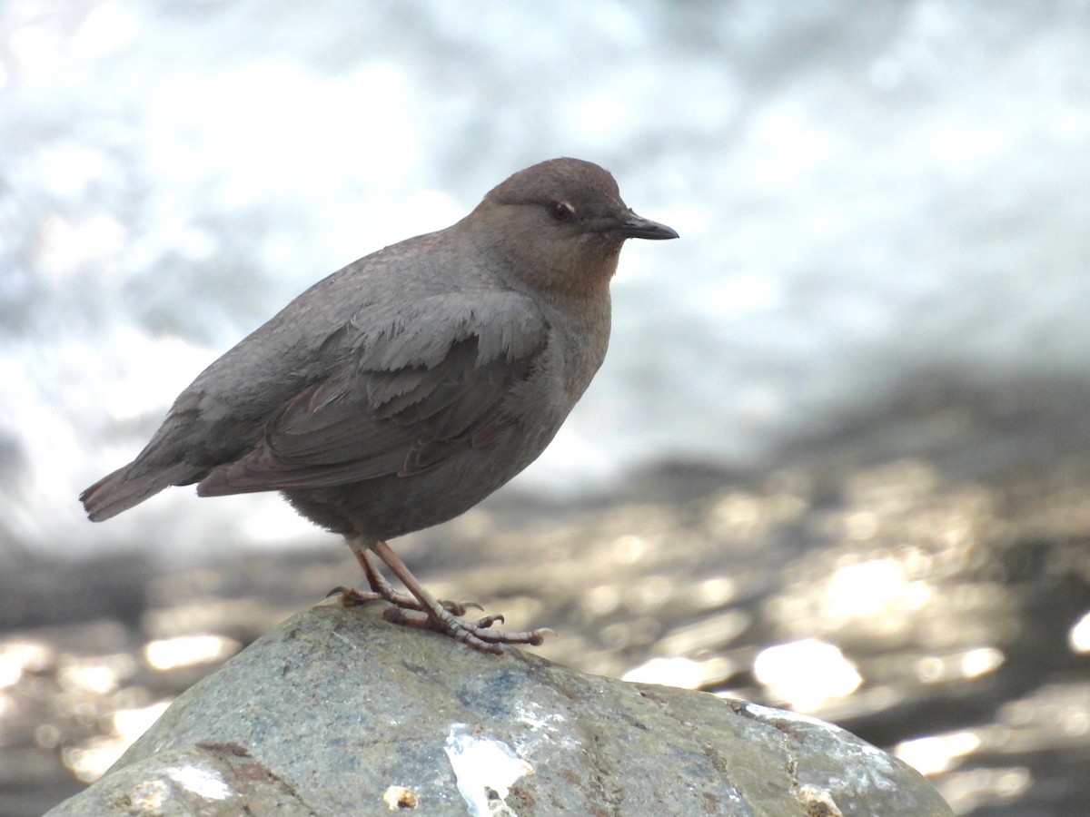 American Dipper - ML620724409