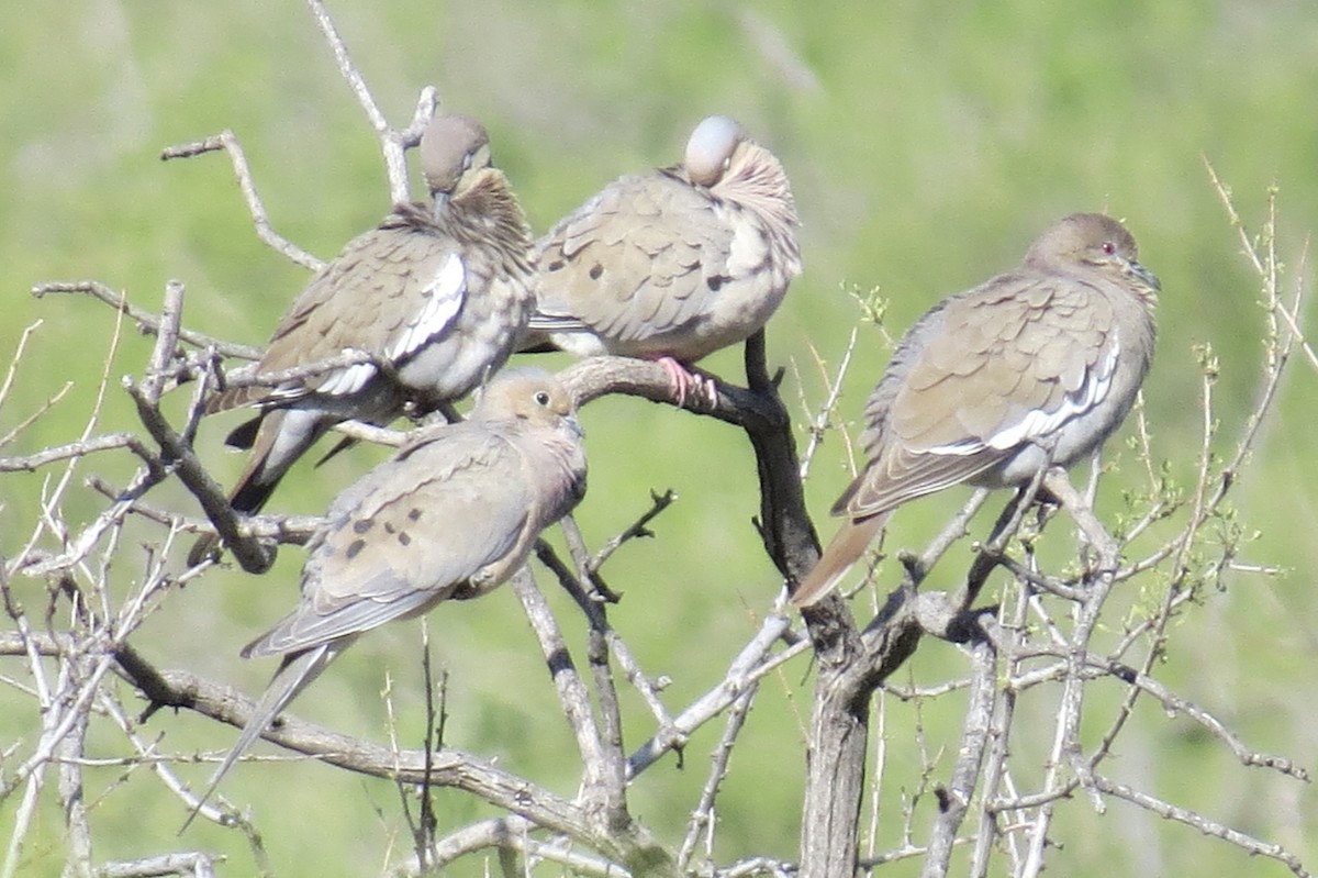 White-winged Dove - ML620724412