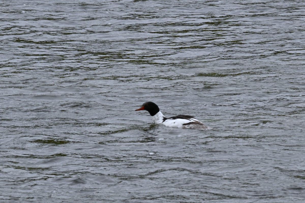 Common Merganser - ML620724414