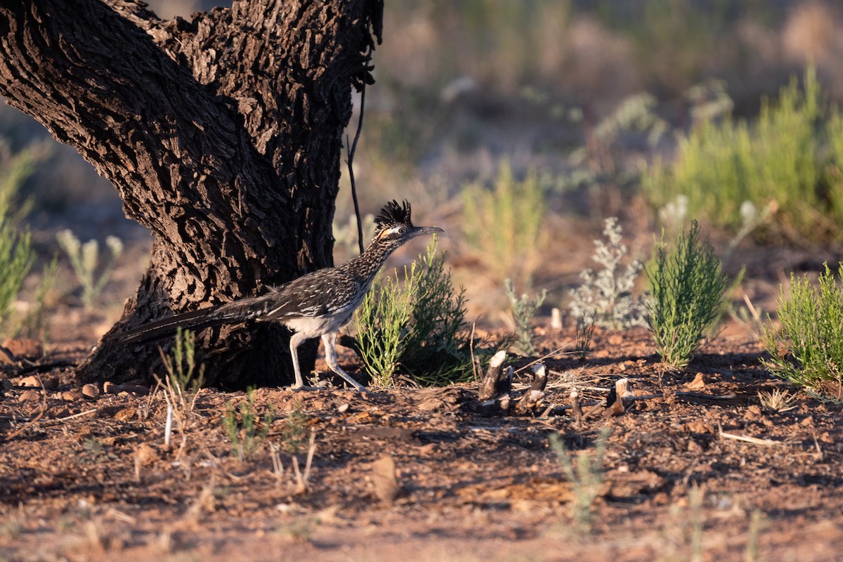 Greater Roadrunner - ML620724416