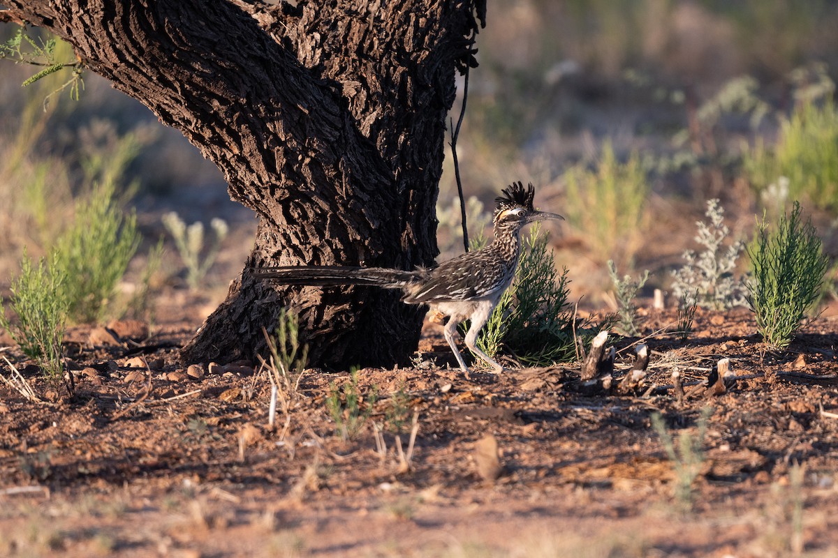 Greater Roadrunner - Suzy Deese