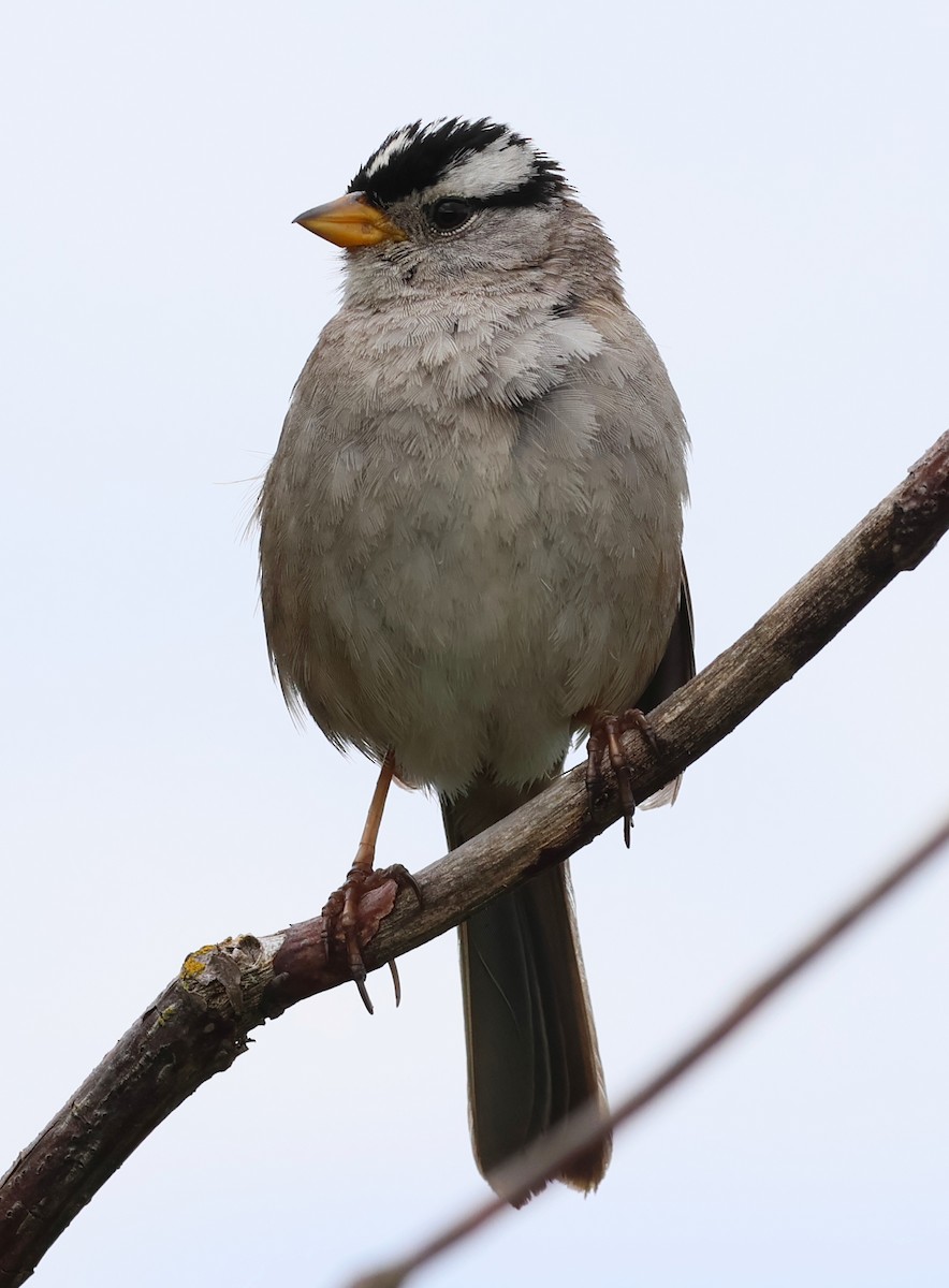 Bruant à couronne blanche - ML620724420