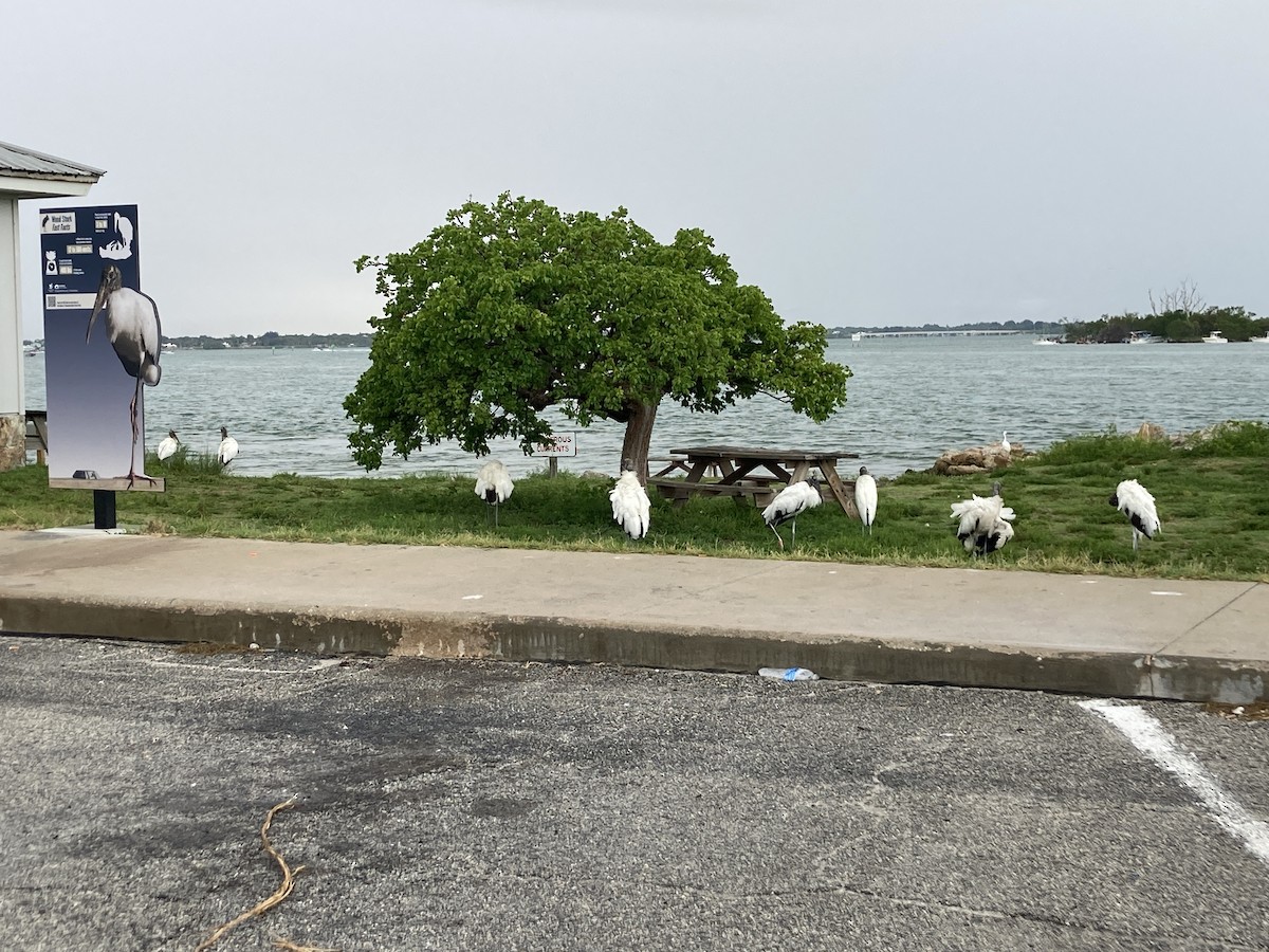 Wood Stork - ML620724423