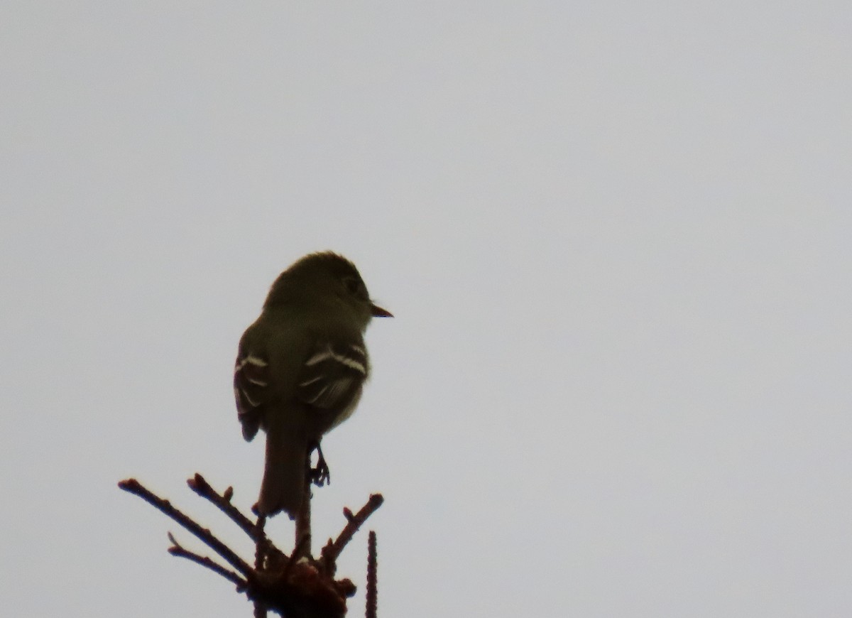 Yellow-bellied Flycatcher - ML620724437