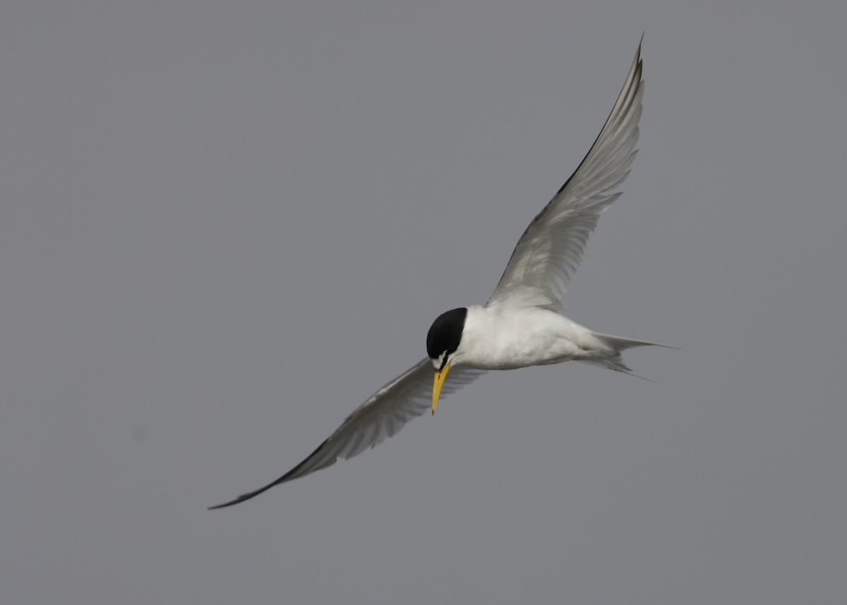 Least Tern - ML620724446