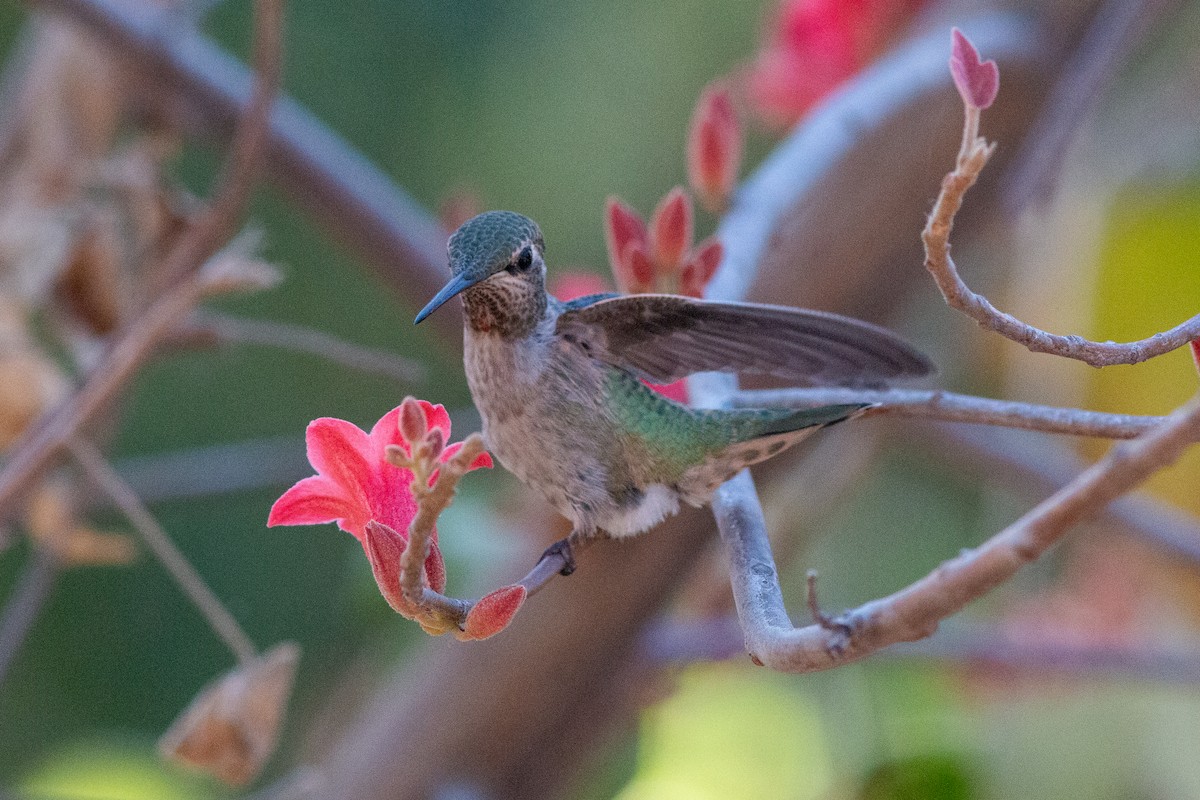 Anna's Hummingbird - ML620724451