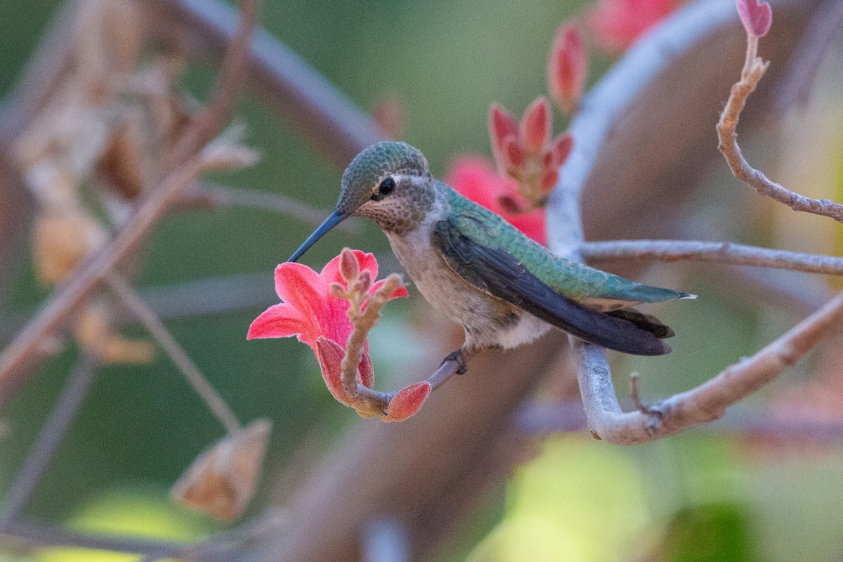 Anna's Hummingbird - ML620724452