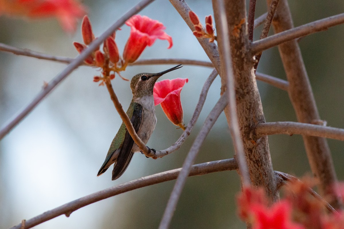 Anna's Hummingbird - ML620724454