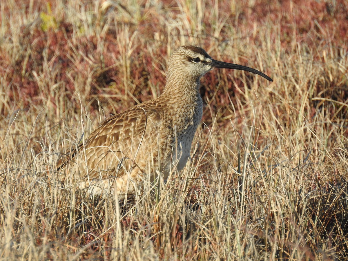 Regenbrachvogel - ML620724455