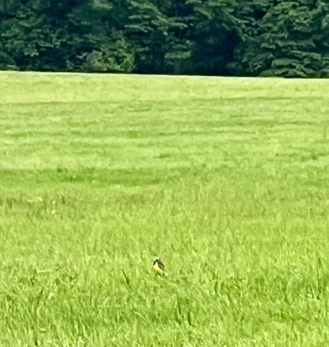 Eastern Meadowlark - David Turner