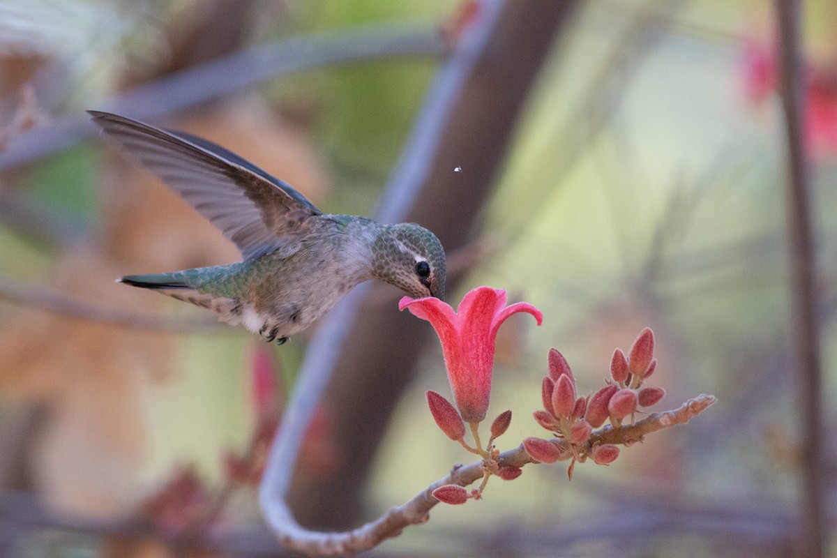 Anna's Hummingbird - ML620724460