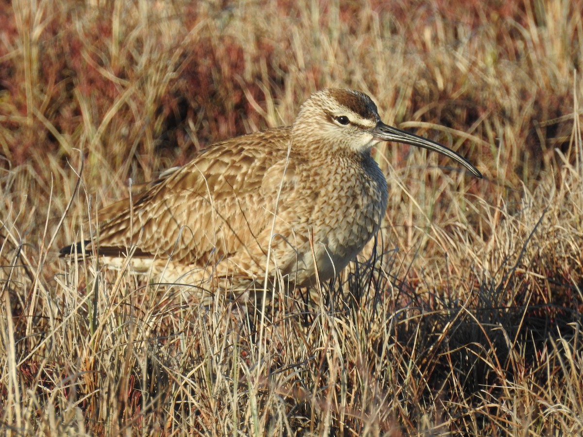 Whimbrel - ML620724463