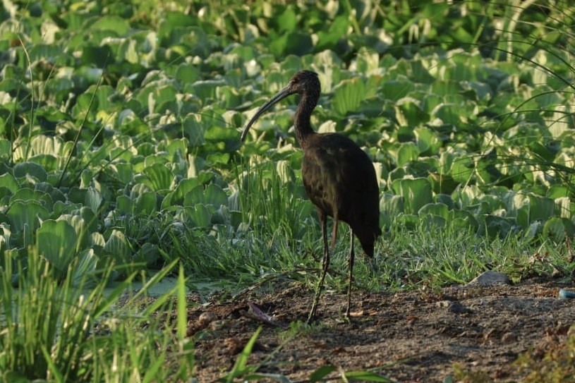 White-faced Ibis - ML620724468