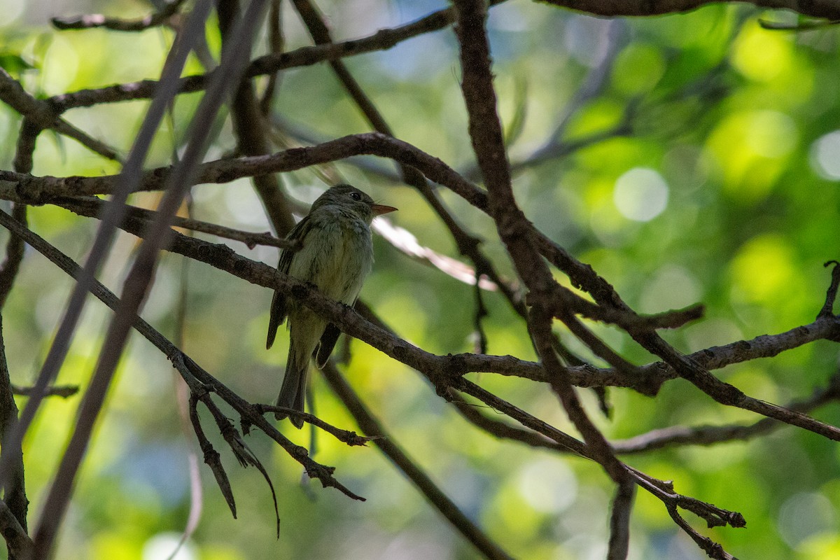 Western Flycatcher (Pacific-slope) - ML620724472