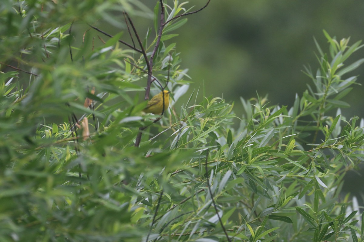 Yellow Warbler - ML620724480