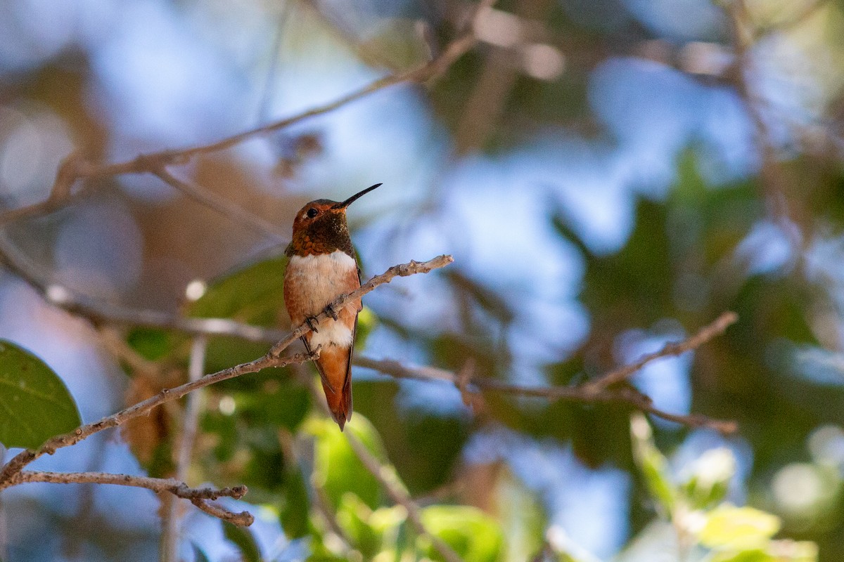 Allen's Hummingbird - ML620724481